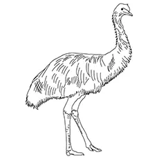 Emu Coloring Page - A Simple Coloring Sheet Of Emu