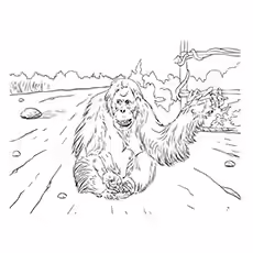 Orangutan Coloring Page - A Sumatran Orangutan