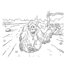 Orangutan Coloring Page - A Sumatran Orangutan