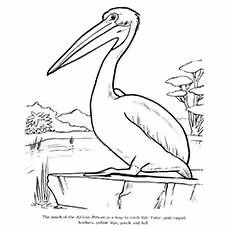 Pelican Coloring Page - African Pelican Pelican Coloring Page - African Pelican