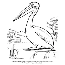 Pelican Coloring Page - African Pelican