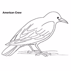 American Crow Coloring Page American Crow Coloring Page