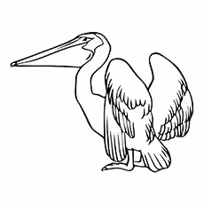 Pelican Coloring Page - American White Pelican Pelican Coloring Page - American White Pelican