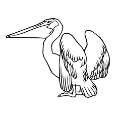 Pelican Coloring Page - American White Pelican