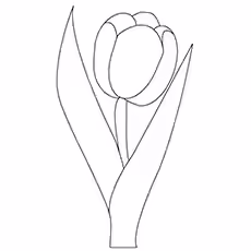 An Angelique Tulip Picture to Color