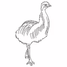 Emu Coloring Page - An Angry Emu Emu Coloring Page - An Angry Emu