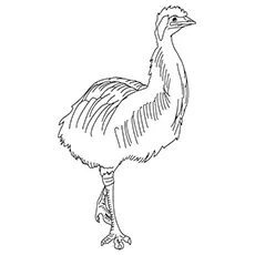 Emu Coloring Page - An Angry Emu