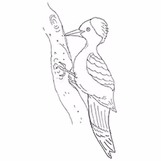 Andaman Woodpecker Andaman Woodpecker Picture to Color