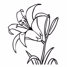 Lily Coloring Pages - Asiatic Lily