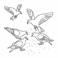 Band Tailed Pigeon Band-Tailed-Pigeon-16