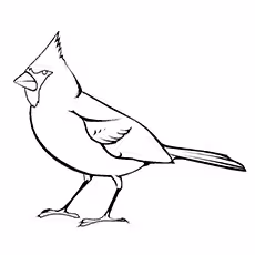 Cardinal Coloring Page - Black Faced Grosbeak Cardinal Coloring Page - Black Faced Grosbeak