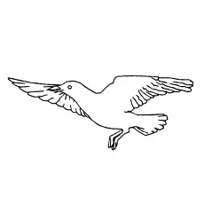 Seagull Coloring Page - Black-Tailed Gull