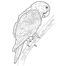 Macaw Coloring Page - Blue Throated Macaw