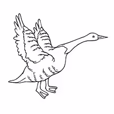 Brent Goose Coloring Page Brent Goose Coloring Page