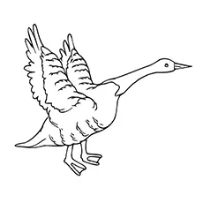 Brent Goose Coloring Page 