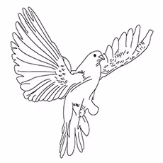 Brown-Cuckoo Dove Coloring Page Brown-Cuckoo Dove Coloring Page