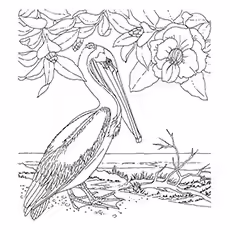 Pelican Coloring Page - Brown Pelican Pelican Coloring Page - Brown Pelican