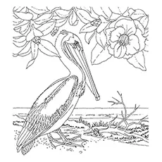 Pelican Coloring Page - Brown Pelican