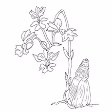 Orchid Coloring Pages - Calanthe Vestita Orchid Orchid Coloring Pages - Calanthe Vestita Orchid