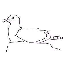 Seagull Coloring Page - California Seagull Seagull Coloring Page - California Seagull