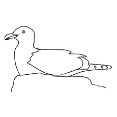 Seagull Coloring Page - California Seagull