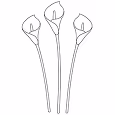 Lily Coloring Pages - Calla Lily
