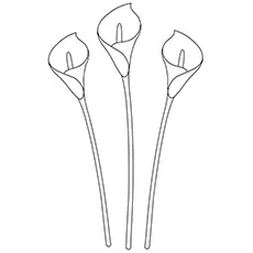 Lily Coloring Pages - Calla Lily