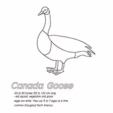 Canada Goose Canada Goose 17