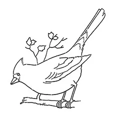 Cardinal Coloring Page - Cardinal Perched On A Branch