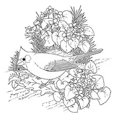 Cardinal Coloring Page - Cardinal Sitting In A Shrub