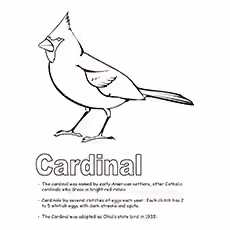 Cardinal Coloring Page Cardinal Coloring Page