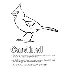 Cardinal Coloring Page 