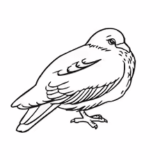 Pigeon Carneau to Color Pigeon Carneau Printable to Color