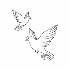 Collared Dove Collared Dove