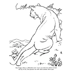 Cougar Coloring Page - Color By Instruction Cougar