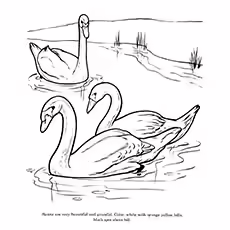 Swan Coloring Pages - Color By Instruction Swan Swan Coloring Pages - Color By Instruction Swan