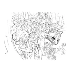 Cougar Coloring Page - Costa Rican Cougar