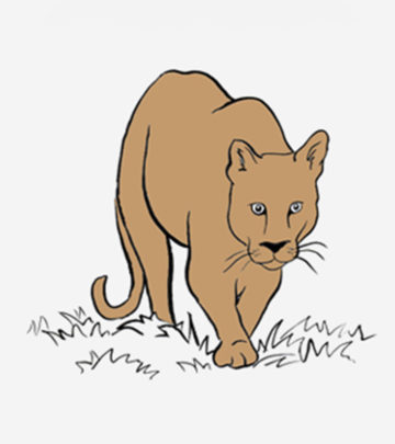 Cougar Coloring Pages Your Toddler Will Love To Color