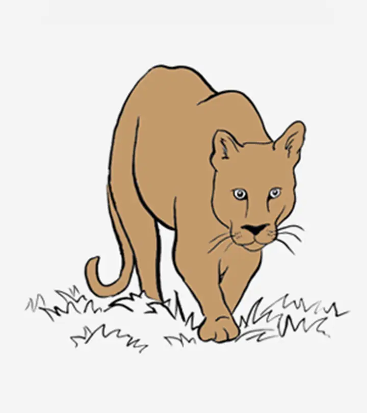 Cougar Coloring Pages Your Toddler Will Love To Color