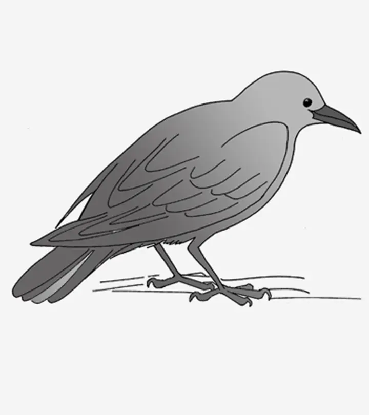 Crow Coloring Pages For Your Toddler