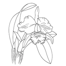 Orchid Coloring Pages - Dendrobium Orchid