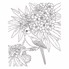 Desert Cardinal Coloring Page Desert Cardinal Coloring Page