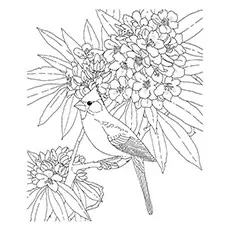 Desert Cardinal Coloring Page 