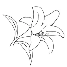 Lily Coloring Pages - Desert Lily