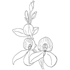 Orchid Coloring Pages - Disa Kewensis