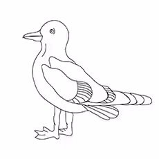 Seagull Coloring Page - Dolphin Gull Seagull Coloring Page - Dolphin Gull