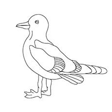 Seagull Coloring Page - Dolphin Gull