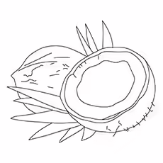 Coconut Coloring Page - Dwarf Coconuts