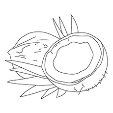 Coconut Coloring Page - Dwarf Coconuts