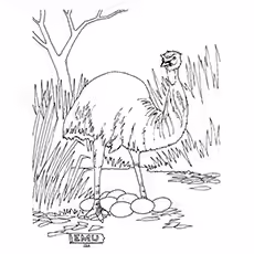 Emu Coloring Page - Emu In The Wild Emu Coloring Page - Emu In The Wild